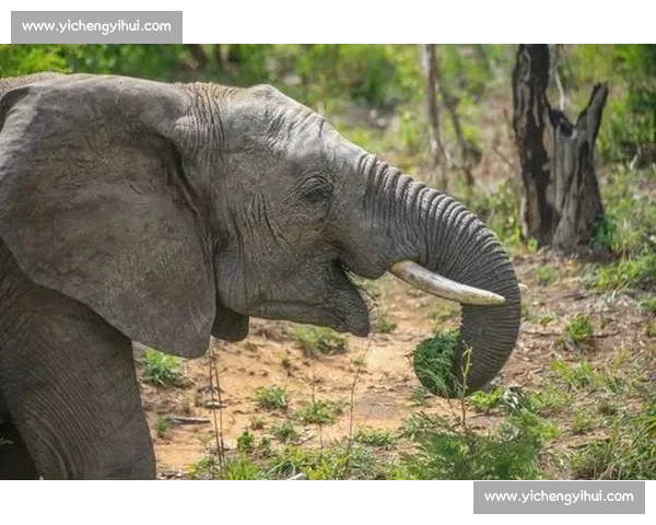 《花牌比赛中的智慧与竞技：探寻这项传统文化游戏的魅力与挑战》